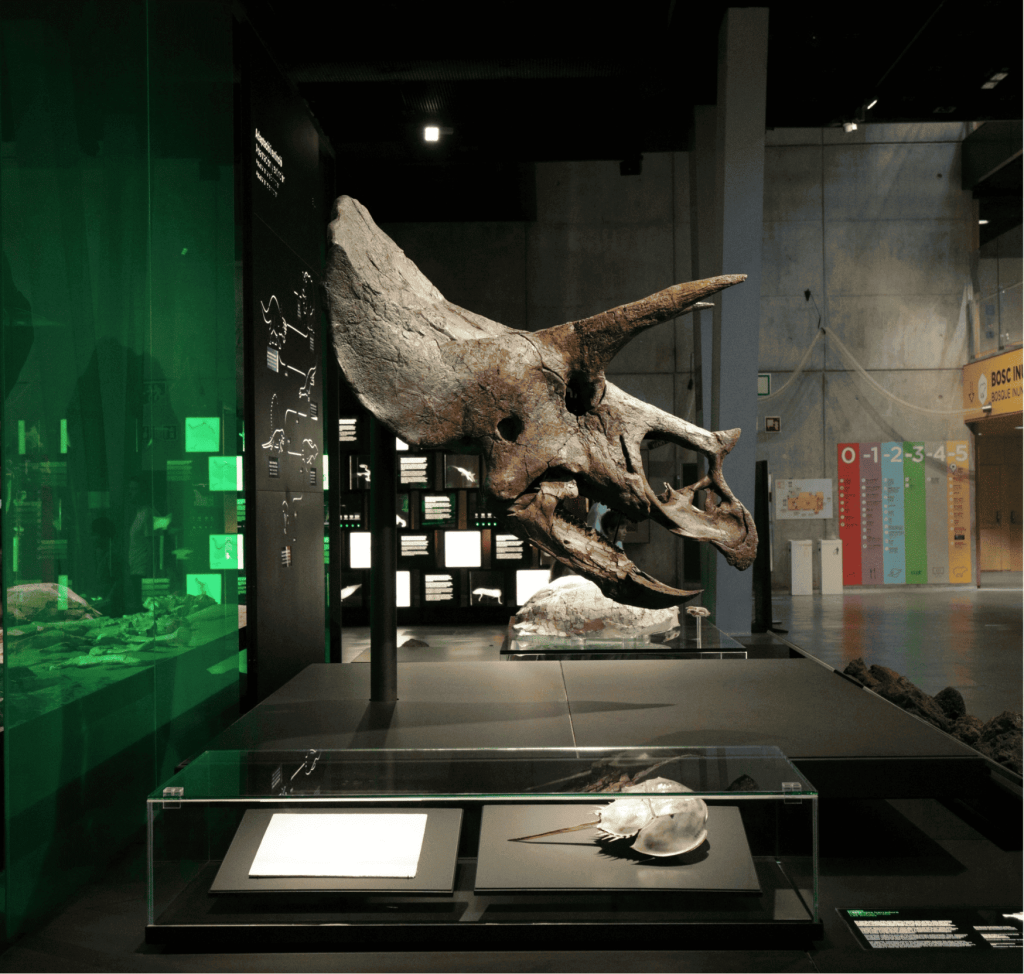 Une jolie photo de profil d'un crane de triceratops (j'espère bien) qui provient du musée des sciences naturelles de Barcelone