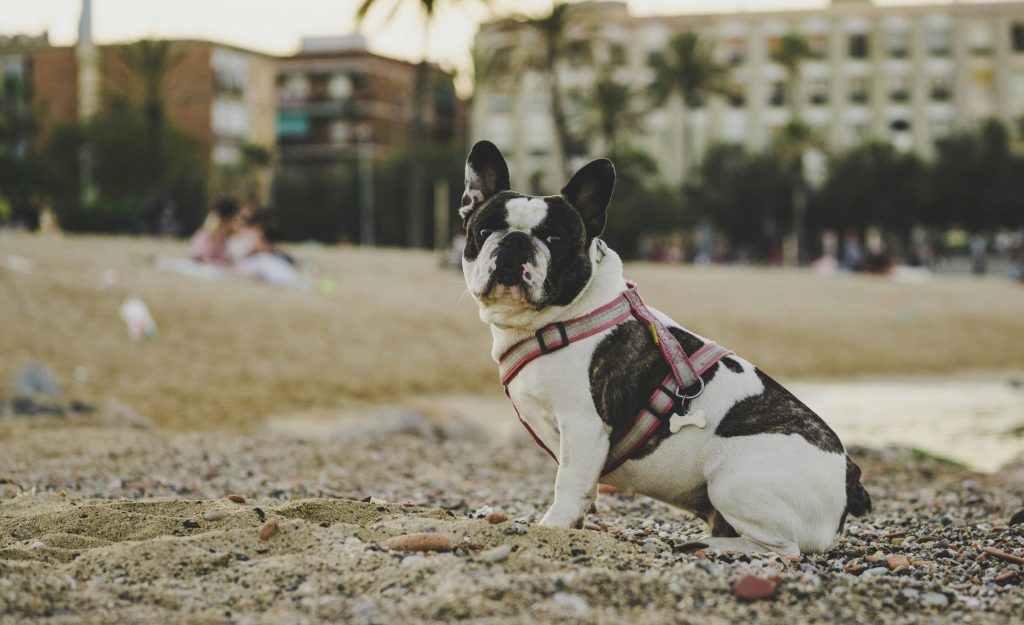 Un petit chien, probablement un bulldog ou un carlin, assis à la plage